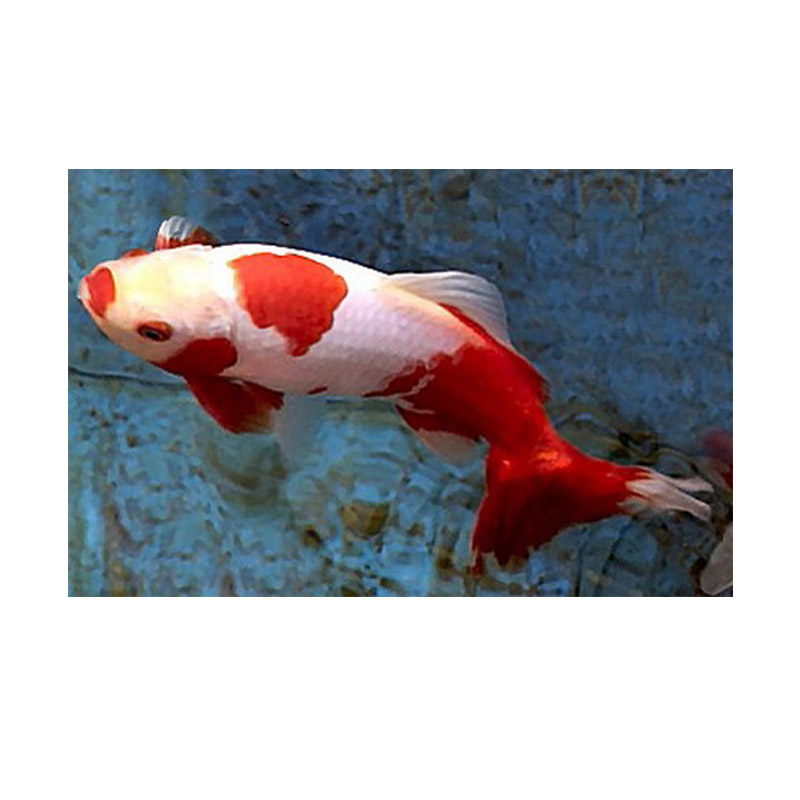 Pesce rosso le 10 varietà più diffuse Deabyday
